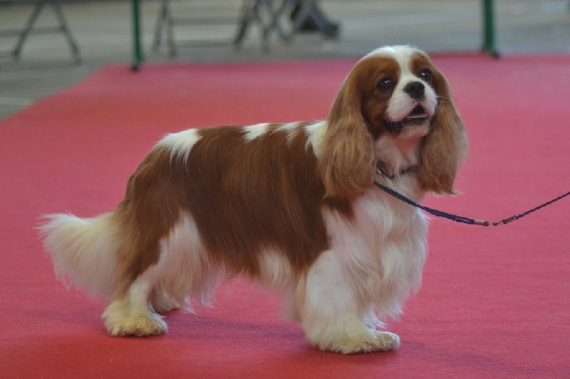 CH. Just my imagination Des Précieuses Pierres