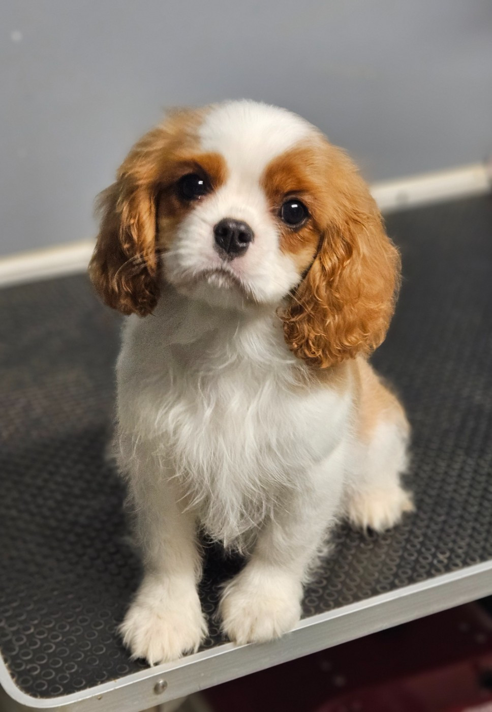 A star is born Des Précieuses Pierres