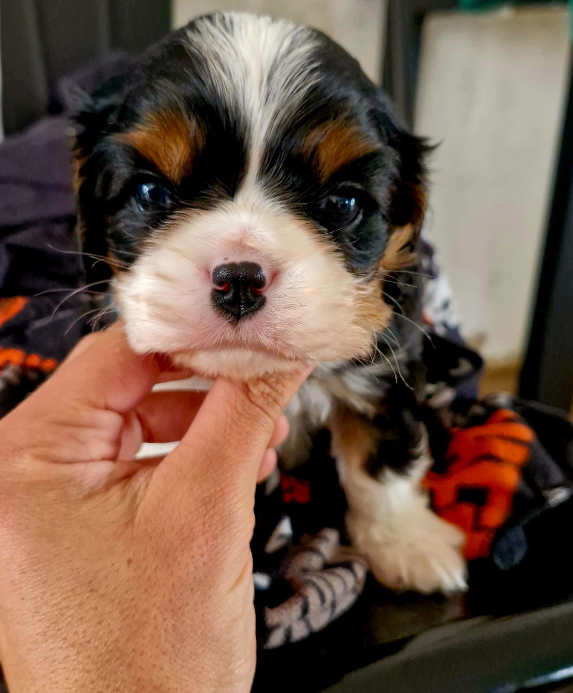 Un chiot tricolore disponible le 18/12/2025