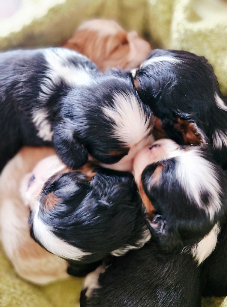 Des Précieuses Pierres - Chiots disponibles - Cavalier King Charles Spaniel