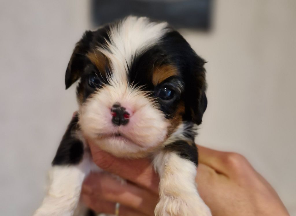 Des Précieuses Pierres - Chiots disponibles - Cavalier King Charles Spaniel