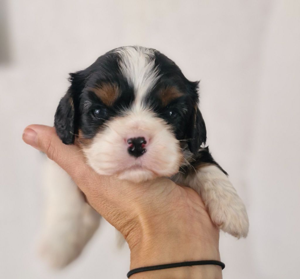 Des Précieuses Pierres - Chiots disponibles - Cavalier King Charles Spaniel